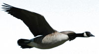 Canada goose flying