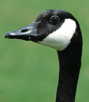 Canada goose