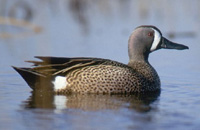 Blue-winged
              teal