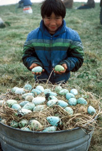 St. Paul Island local with murre egg harvest